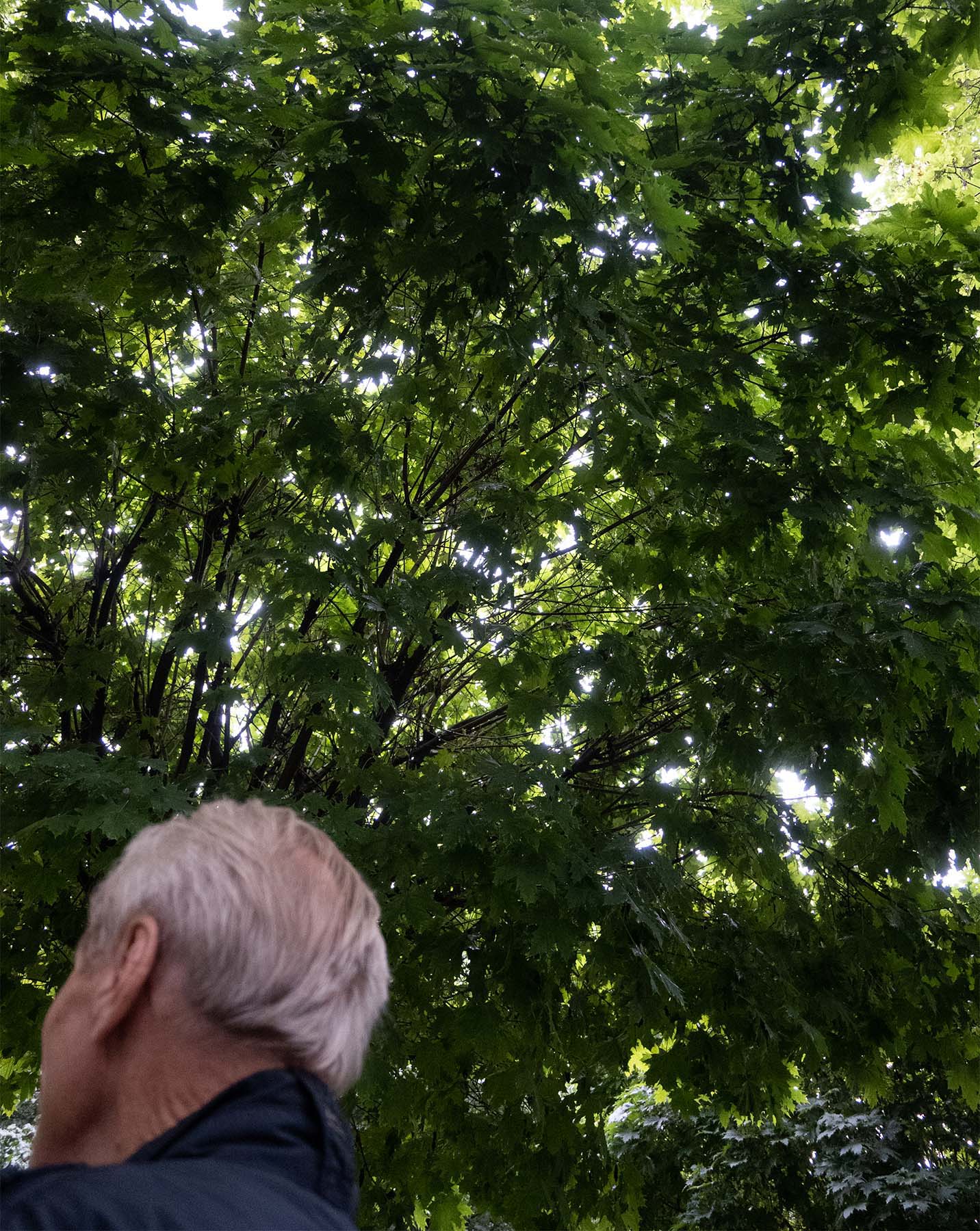 Hinterkopf der Katze vor einem Blätterdach