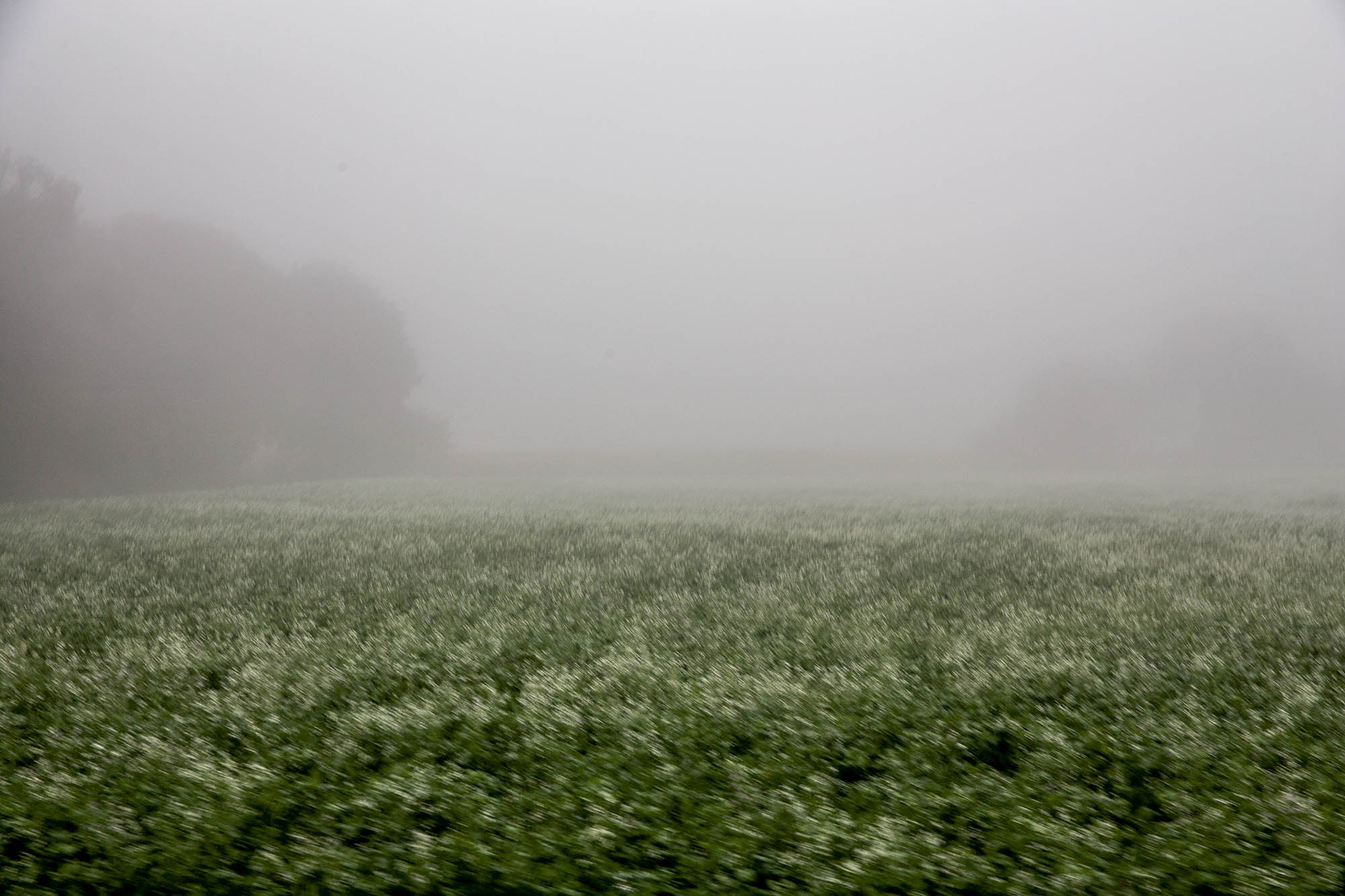 Ein vorüberziehendes Feld im Morgennebel.
